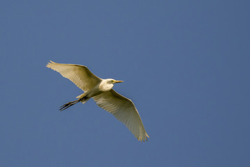 Image of egret flying in the sky. Heron. Wild Animals.