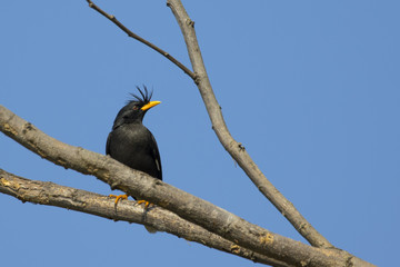 Image of bird (White vented myna, Acridotheres grandis) on the branch on sky background. Wild Animals.