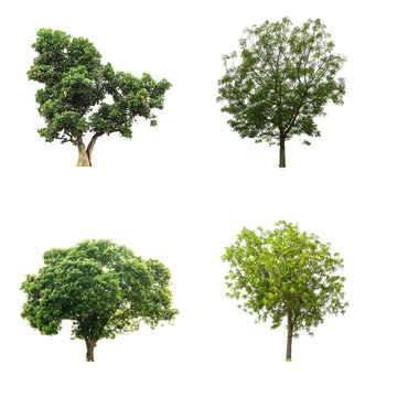 Collection of trees isolated on white background with clipping path.