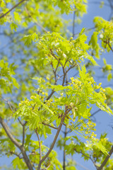 Acer blossom in springtime