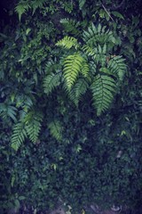 view of deep tropical forest, vintage filter image