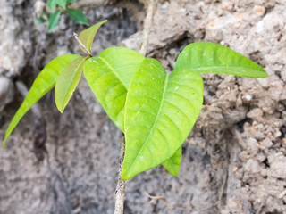 The surface of green leaf