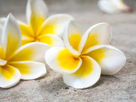 Plumeria Flowers