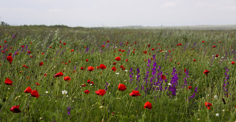 a beautiful summer poppy field
