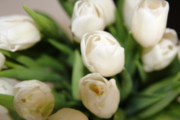 A large bouquet of white tulips with green leaves