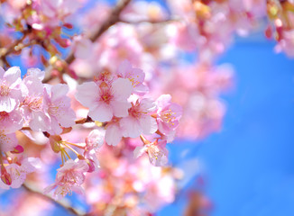 Japanese Cherry blossoms in early spring - Kawazu sakura