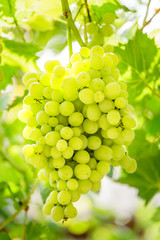 Bunch of white grapes