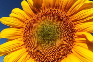Sunflower field, backlit.
