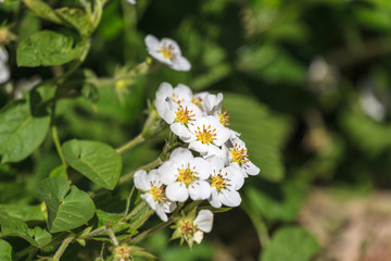 Blooming strawberries