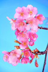 Obraz premium Japanese Cherry blossoms in early spring - Kawazu sakura