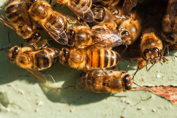 honey bees at the entrance to the hive