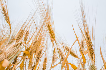 Fototapeta premium ripe wheat