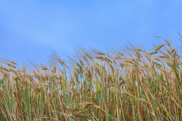 Obraz premium wheat field