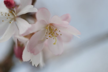 Naklejka na ściany i meble Cherry Blossoms
