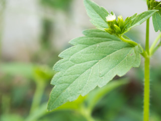 Chromolaena odorata Thailand herbs Siam Weed