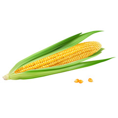 Corn on white background