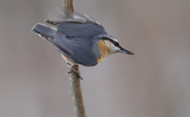 Obraz premium Nuthatch, which is sent flying