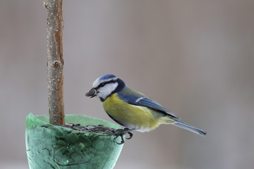 Nuthatch, which is sent flying