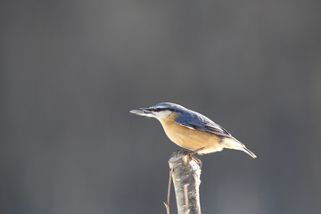 Nuthatch, which is sent flying