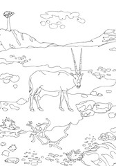 Beautiful Socorrista cloven-hoofed gazelles of Socotra, plants and animals