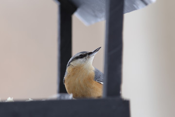 Nuthatch, which is sent flying