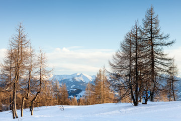 Beautiful winter landscape with snow covered trees