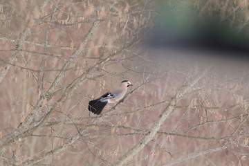 Jay on the branches of the hazel