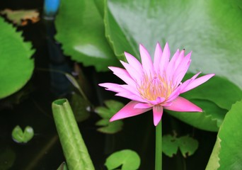 Lotus lilly pink on water beautiful, selective focus and soft background © pramot48