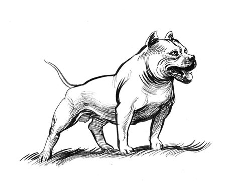 how to draw a mean pitbull