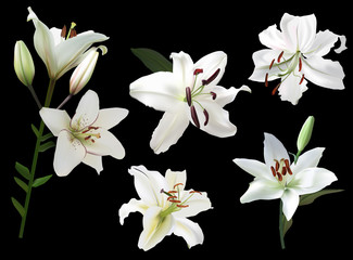 Fototapeta premium five white lily flowers isolated on black