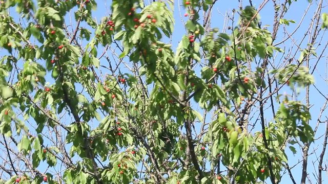 Branches with ripening cherries, on a background sky