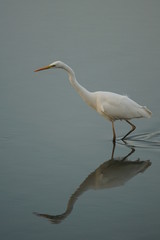 白鷺（しらさぎ)