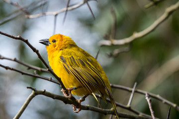 Golden Weaver -  Woodlawn Park Zoo
