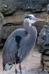 Herron - Woodland Park Zoo, Seattle, WA