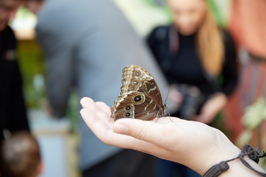 beautiful butterfly sits on a human hand - Powered by Adobe