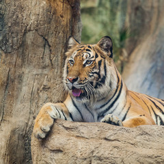 Bengal Tiger in forest show head and leg