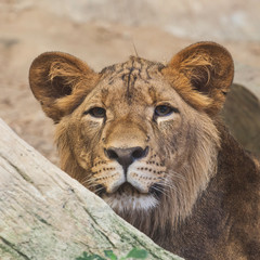 Lion cub looking in the zoo at Thailand (Panthera Leo)