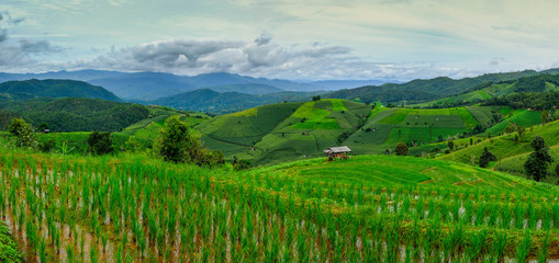 Fototapeta na wymiar Rice terraces,Rice Field in Pa Pong Piang , Mae Chaem, Chiang Mai, Thailand