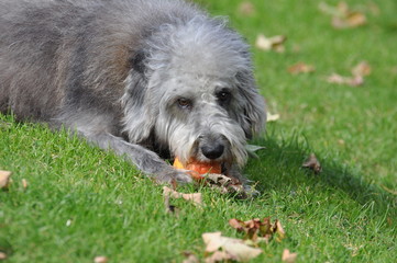 Hund und Apfel