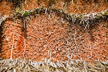 Straw roofing closely. Thatch.
Equally cut straw on the roof of the old house.