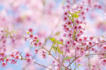 Cerasoides,View Beautiful in Texture background