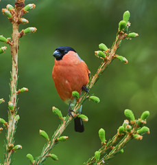 beautiful male bullfinch