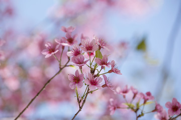 Cerasoides,View Beautiful in Texture background