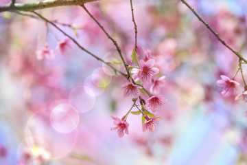 Cerasoides,View Beautiful in Texture background