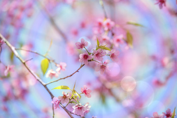 Cerasoides,View Beautiful in Texture background