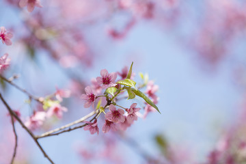Cerasoides,View Beautiful in Texture background