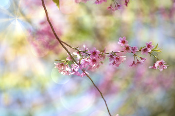 Cerasoides,View Beautiful in Texture background
