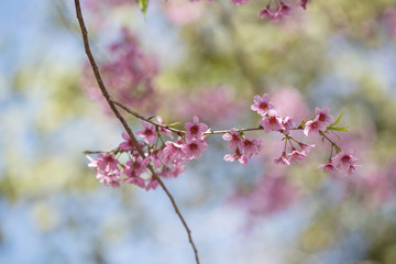 Cerasoides,View Beautiful in Texture background