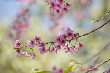 Cerasoides,View Beautiful in Texture background