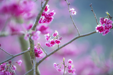 Cerasoides,View Beautiful in Texture background